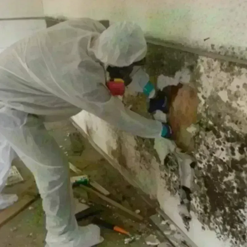 Mold Remediation and Removal in Saint Leo, FL